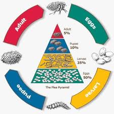 Flea cycle diagram